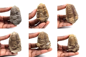 Trilobita