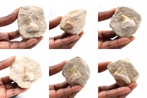 Dente fóssil