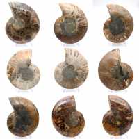 Amonita polida: Geometria marinha de Madagascar