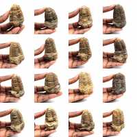 Trilobita fóssil