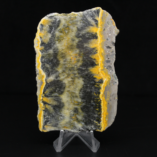 Pequeno espécime fatiado de abelha-bumbum Jasper