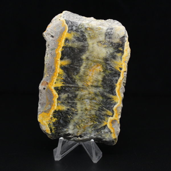 Pequeno espécime fatiado de abelha-bumbum Jasper