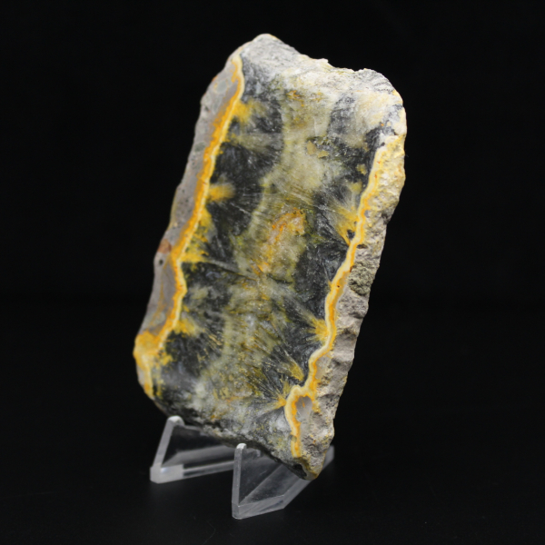 Pequeno espécime fatiado de abelha-bumbum Jasper