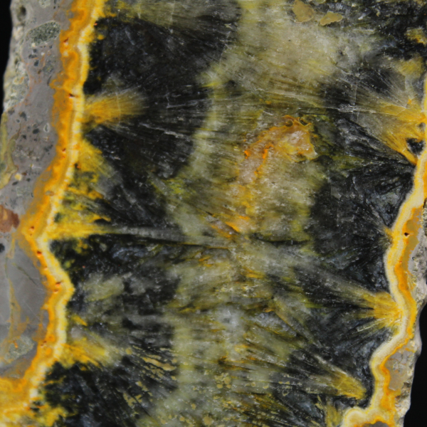 Pequeno espécime fatiado de abelha-bumbum Jasper