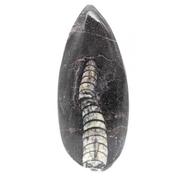 Orthoceras fóssil