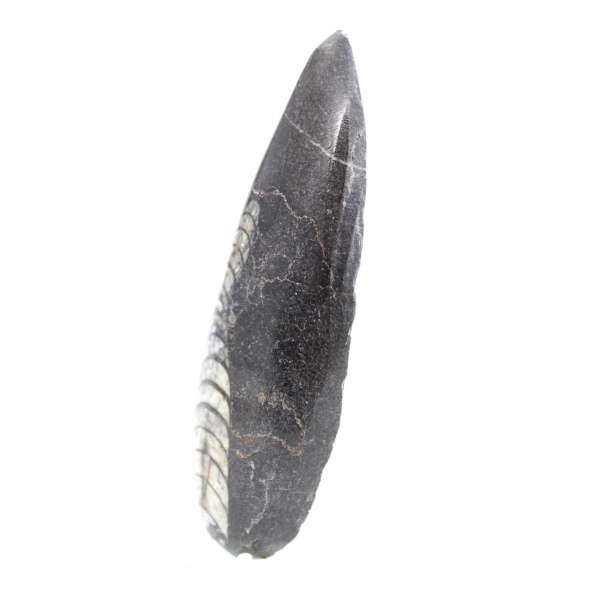 Orthoceras fóssil