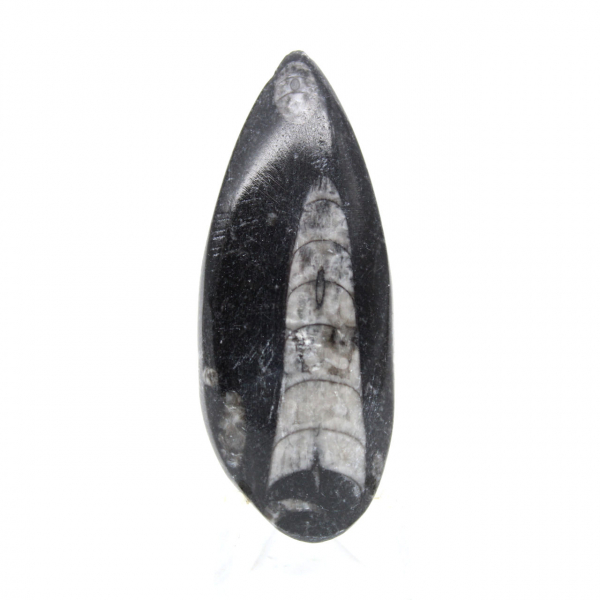 Orthoceras fóssil