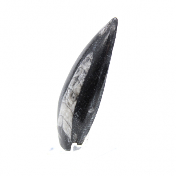 Orthoceras fóssil