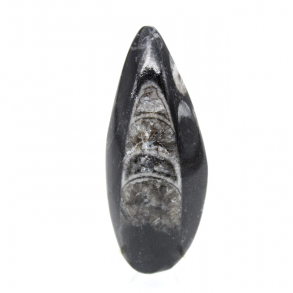 Orthoceras fósseis do Marrocos