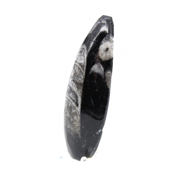 Orthoceras fósseis do Marrocos