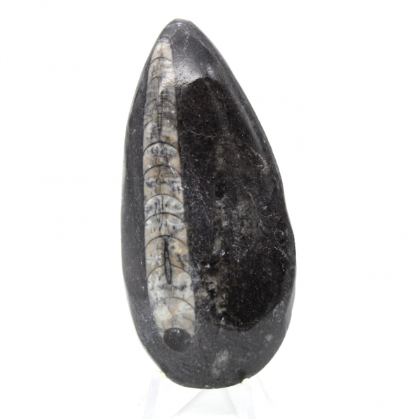 Orthoceras fóssil