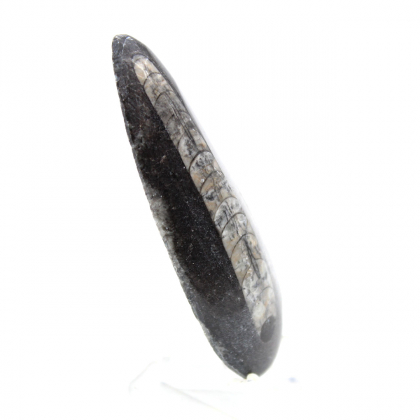 Orthoceras fóssil