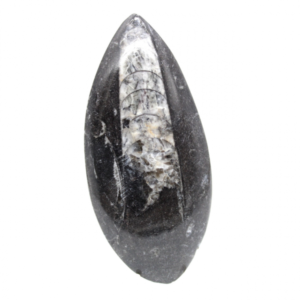 Orthoceras fósseis do Marrocos
