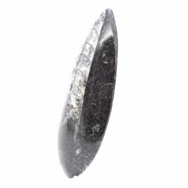 Orthoceras fósseis do Marrocos