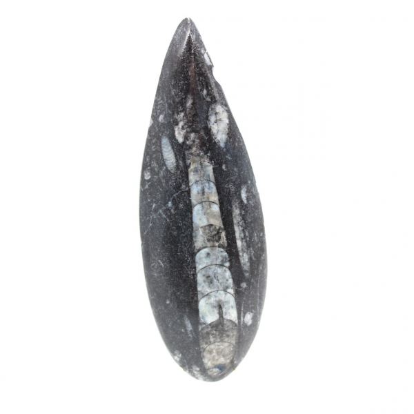 Orthoceras fósseis do Marrocos