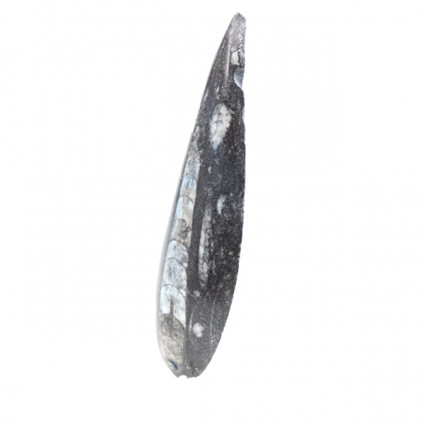 Orthoceras fósseis do Marrocos