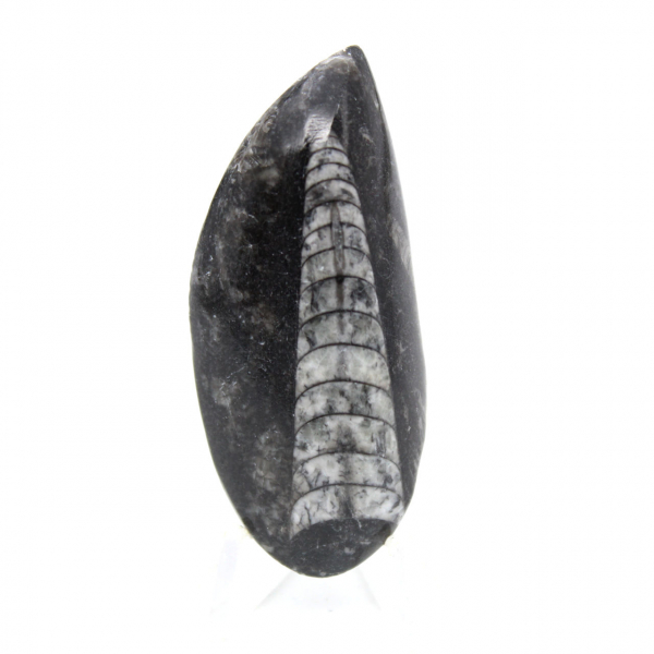 Orthoceras fóssil