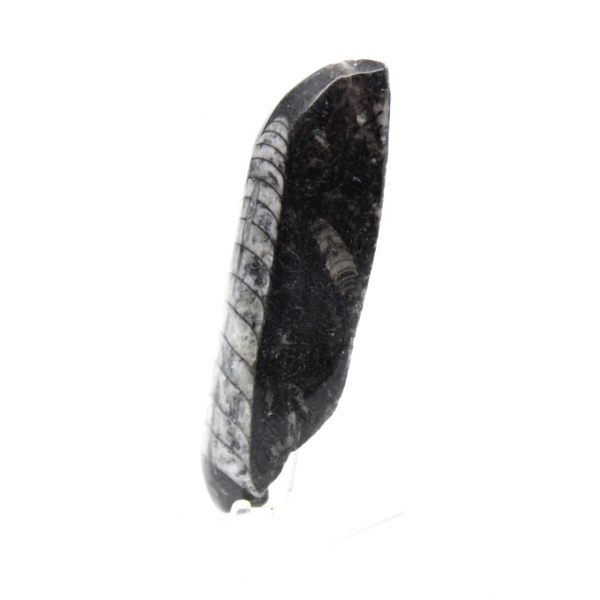 Orthoceras fóssil