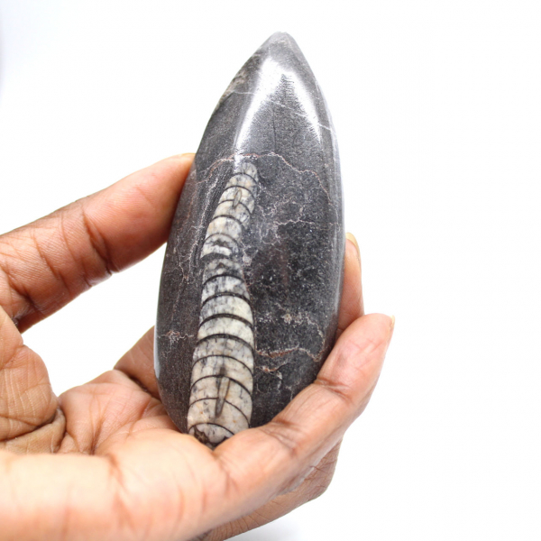 Orthoceras fóssil