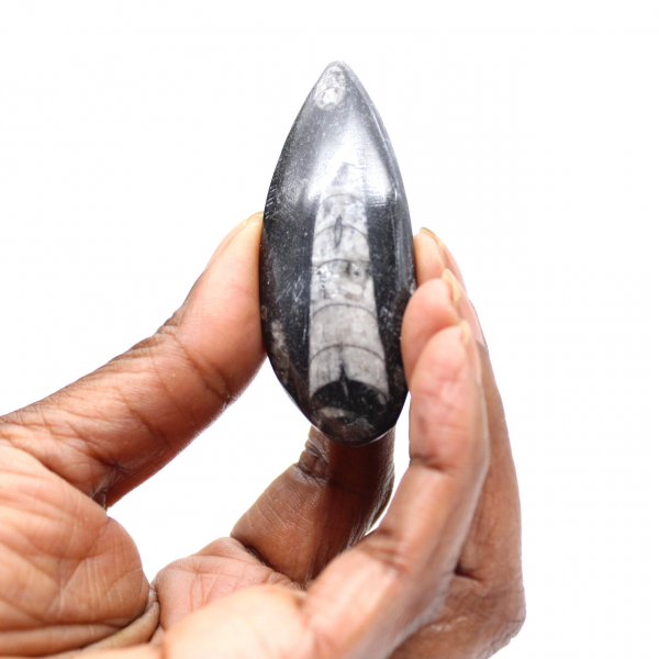 Orthoceras fóssil