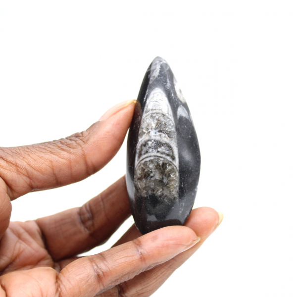 Orthoceras fósseis do Marrocos