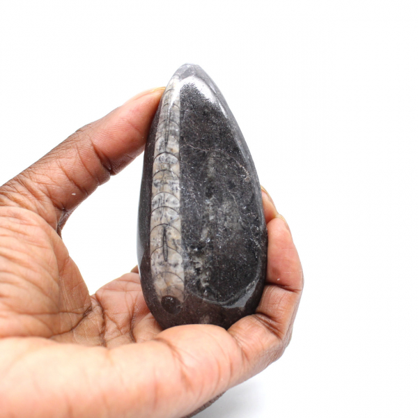 Orthoceras fóssil
