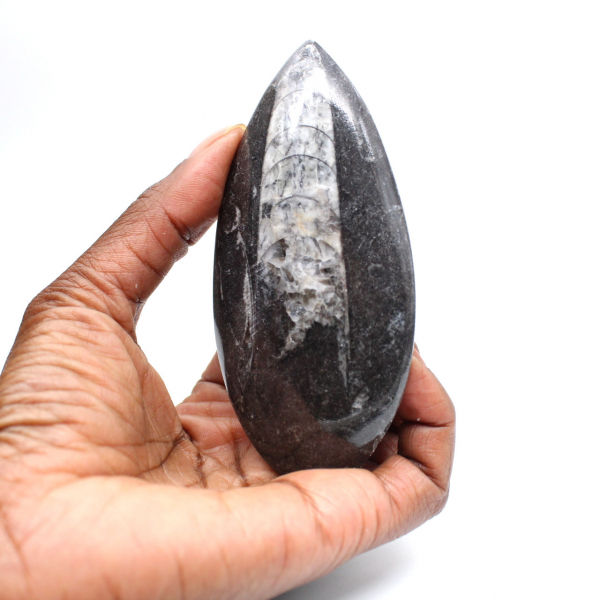 Orthoceras fósseis do Marrocos