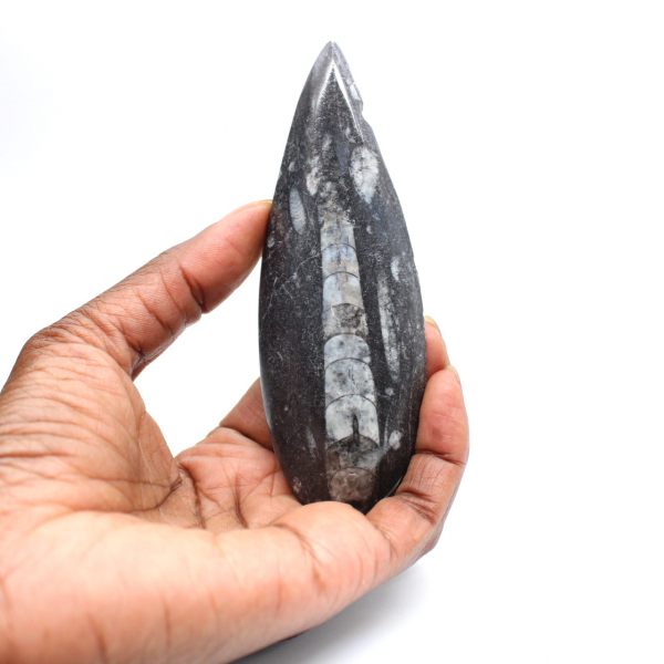 Orthoceras fósseis do Marrocos