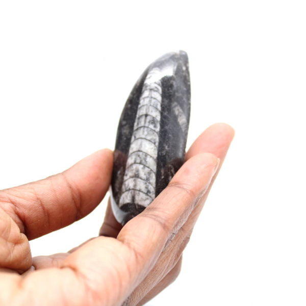 Orthoceras fóssil