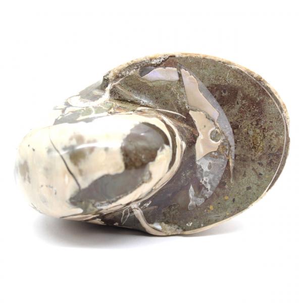 Espécime de amonita de Madagascar - Fóssil polido para colecionadores