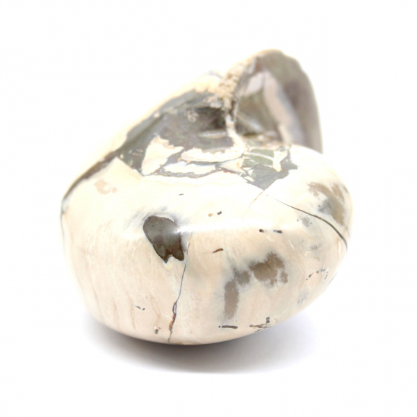 Espécime de amonita de Madagascar - Fóssil polido para colecionadores