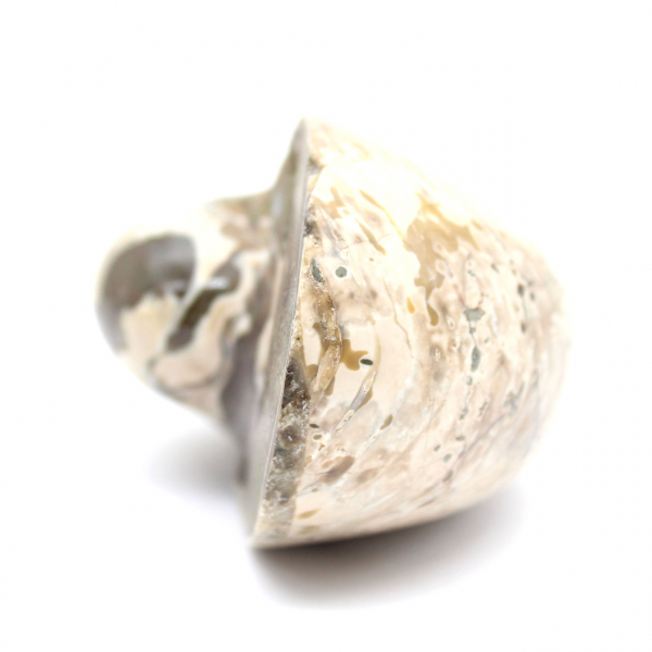 Espécime de amonita de Madagascar - Fóssil polido para colecionadores