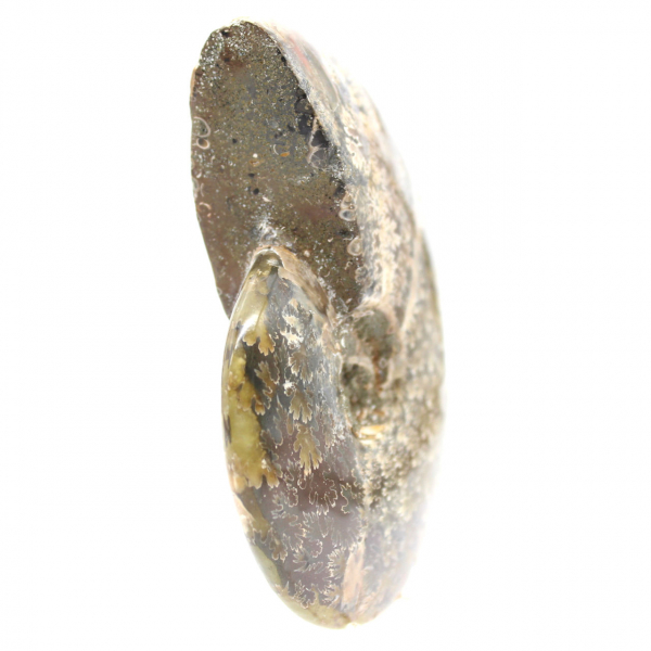 Fóssil de amonita polido de Madagascar - Espécime estreito e esguio