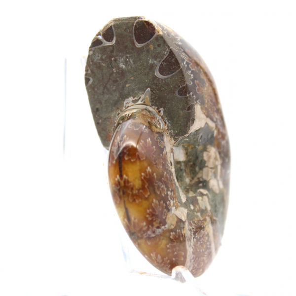 Pequeno fóssil de amonita polido de Madagascar - Autenticidade garantida