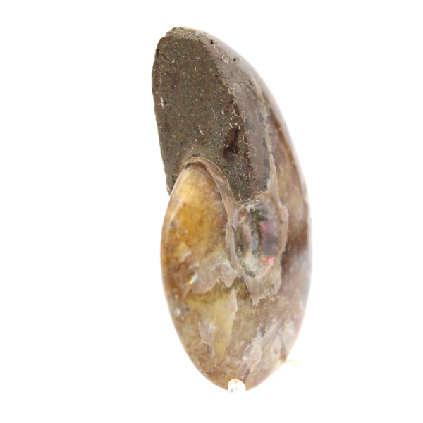 Amonita polida - Fóssil de Madagascar para coleção e decoração (60g)