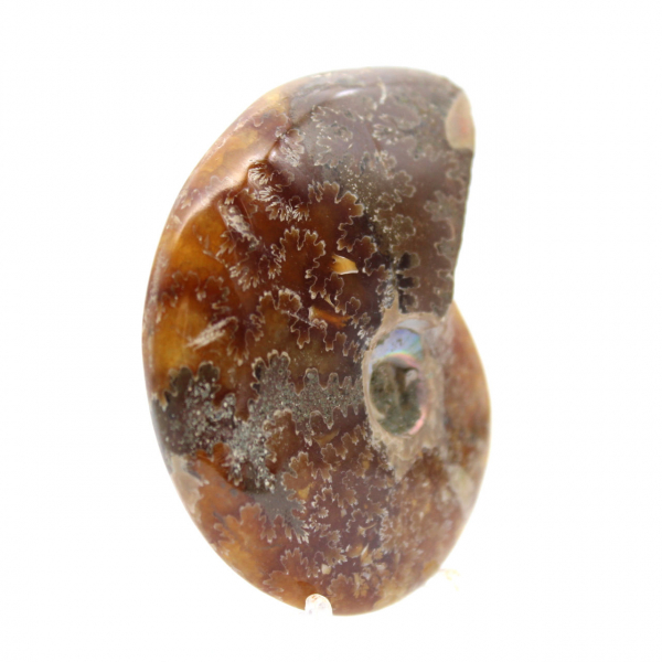 Amonita polida - Fóssil de Madagascar para coleção e decoração (60g)