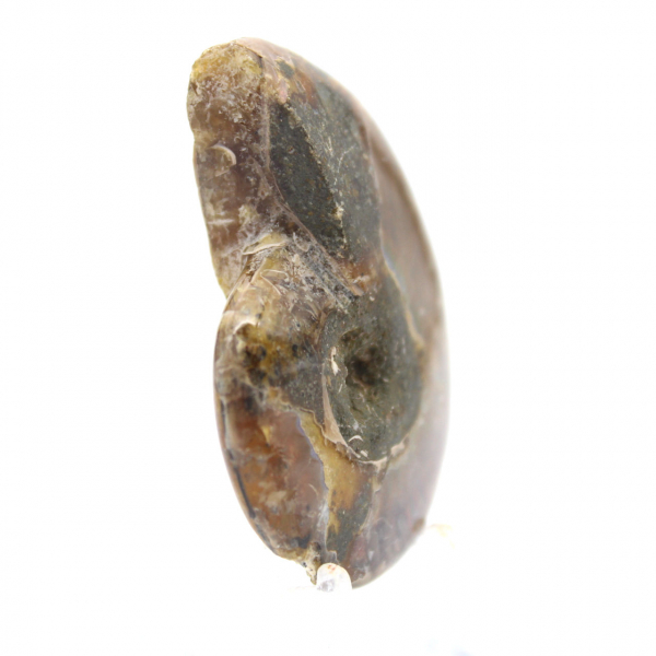 Menor amonita polida - Fóssil de Madagascar (35g)