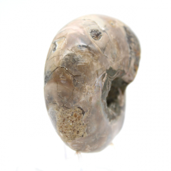 Amonita polida - Pequeno exemplar de colecionador de Madagascar (80g)