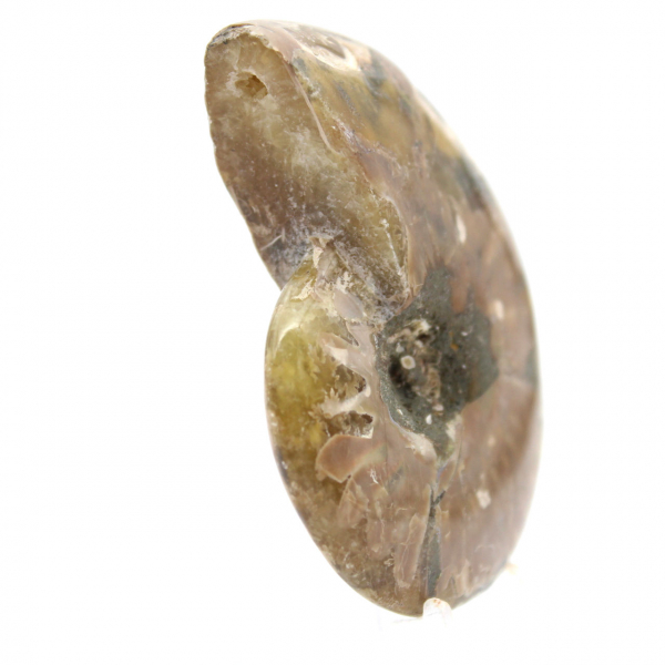 Pequeno fóssil de amonita polido - Espécime autêntico de Madagascar