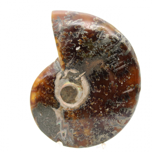 Fóssil de amonita polido - Objeto decorativo natural (70g)