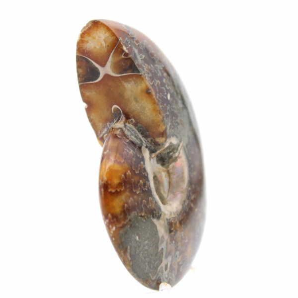 Fóssil de amonita polido - Objeto decorativo natural (70g)