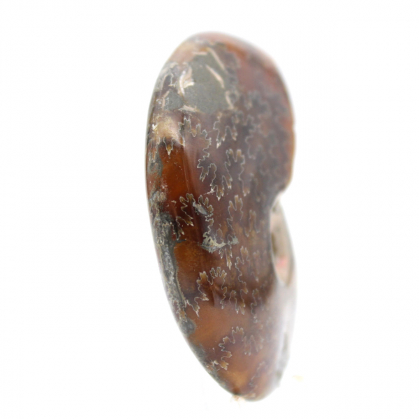 Fóssil de amonita polido - Objeto decorativo natural (70g)