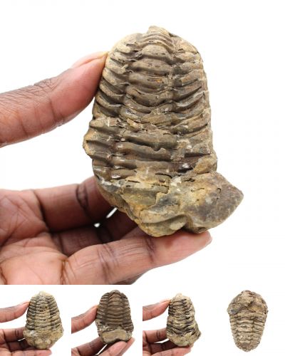 Trilobita fóssil Marrocos collection julho 2024