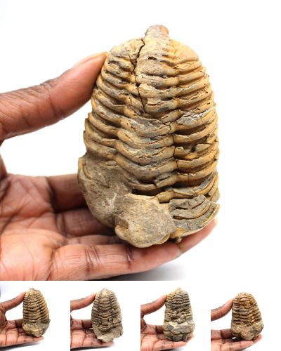 Trilobitas Marrocos collection agosto 2025