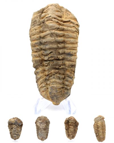 Trilobita Marrocos collection fevereiro 2025