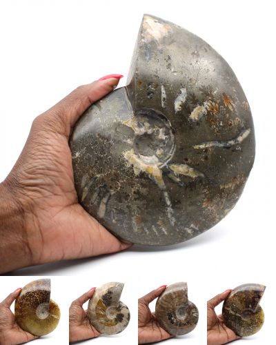 Amonites inteiras Madagascar collection outubro 2024