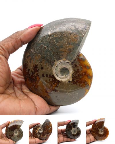 Amonites inteiras Madagascar collection dezembro 2024