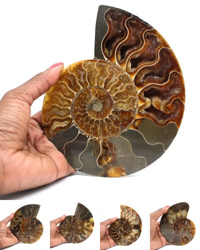 Amonites serradas Madagascar collection dezembro 2024