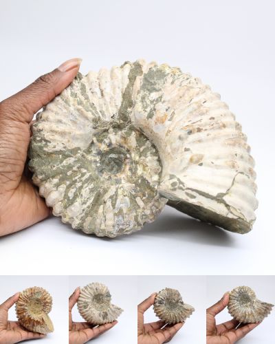amonite fóssil Madagascar collection abril 2025