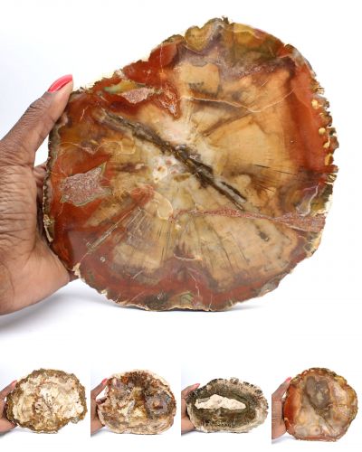 Madeira fossilizada Madagascar collection janeiro 2026